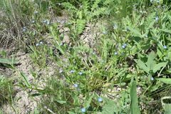 Anchusa thessala