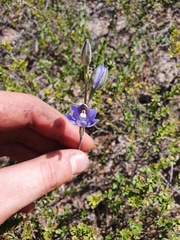 Thelymitra nuda