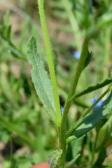 Anchusa thessala