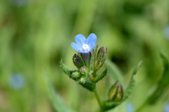 Anchusa thessala