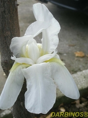 Iris albicans