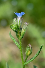 Anchusa thessala