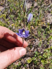 Thelymitra nuda