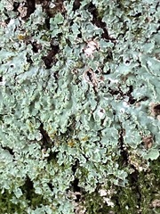 Heterodermia albicans