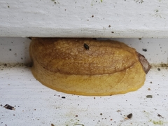 Testacella haliotidea