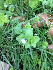 Veronica persica