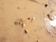 Triops australiensis