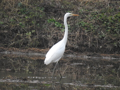 Ardea alba
