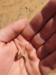 Triops australiensis