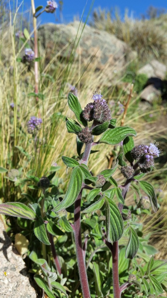 Flor de la cuncuna