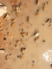 Triops australiensis