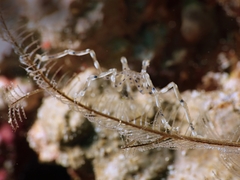 Endeis flaccida