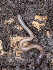 Lumbricus terrestris