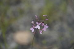 Stylidium tenue