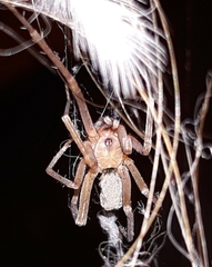 Filistata insidiatrix