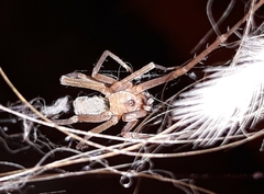 Filistata insidiatrix