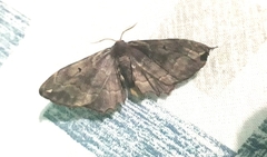 Phiditia