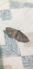 Phiditia