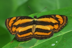 Pantoporia paraka