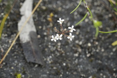 Stylidium pulchellum