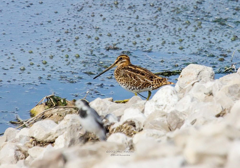 iNaturalist.org. А. Яковлев, Новочебоксарск Чувашия, август 2012
