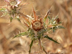 Carlina lanata