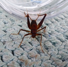 Phalangopsidae