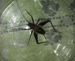 Phalangopsidae