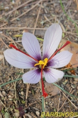Crocus