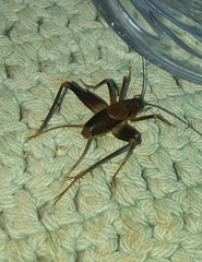 Phalangopsidae