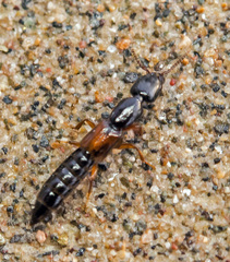 Nudobius lentus