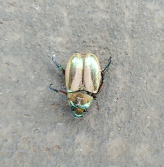 Pelidnota testaceovirens