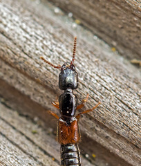 Nudobius lentus