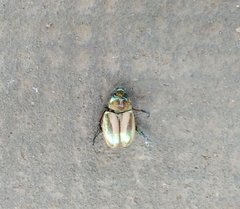 Pelidnota testaceovirens