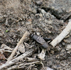 Modicogryllus frontalis
