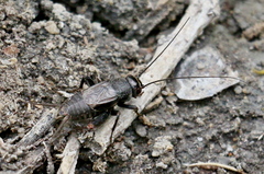 Modicogryllus frontalis