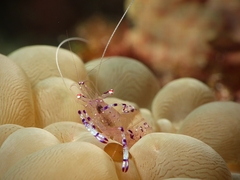 Ancylomenes sarasvati