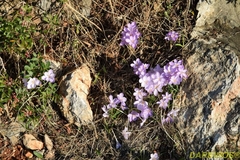 Crocus goulimyi