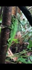 Enyalioides