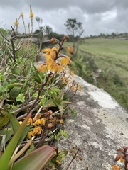 Polystachya pubescens