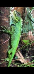 Enyalioides