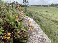 Polystachya pubescens