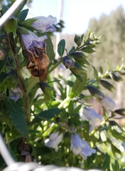 Cadeguala occidentalis