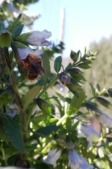 Cadeguala occidentalis