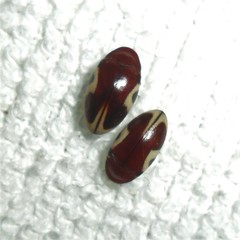 Chelonarium ornatum