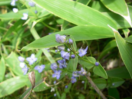 Image of Swertia tetrapetala by (c) Yoshimasa Uchiyama, some rights reserved (CC BY)