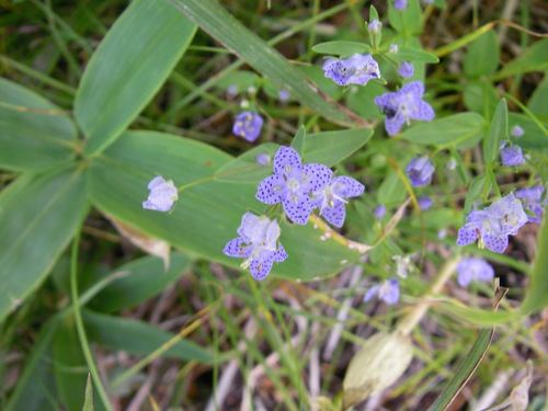 Image of Swertia tetrapetala by (c) Yoshimasa Uchiyama, some rights reserved (CC BY)