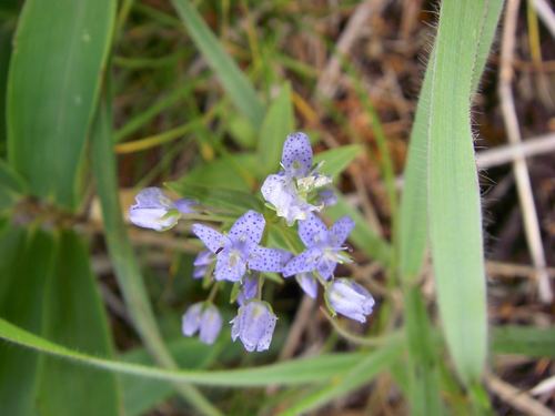 Image of Swertia tetrapetala by (c) Yoshimasa Uchiyama, some rights reserved (CC BY)