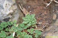 Sedum rubens