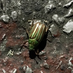Chrysina